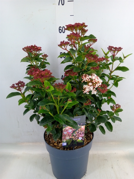 <h4>Viburnum tinus</h4>