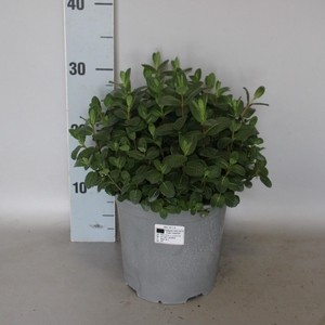 Kruiden I Mentha 18cm