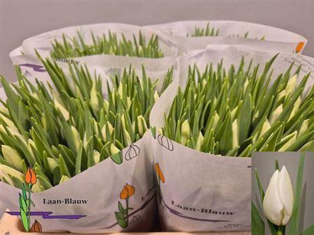 <h4>Tu En Polar Bear</h4>