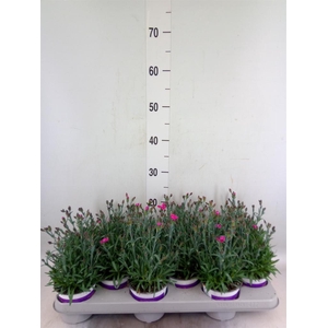 Dianthus  'Diantica Purple Wedding'