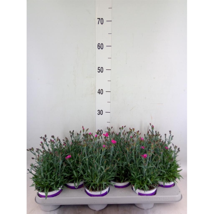 <h4>Dianthus  'Diantica Purple Wedding'</h4>