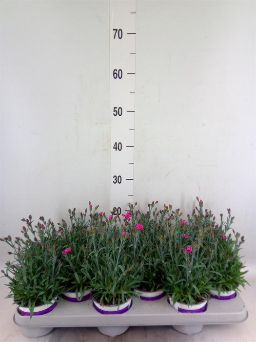 <h4>Dianthus  'Diantica Purple Wedding'</h4>