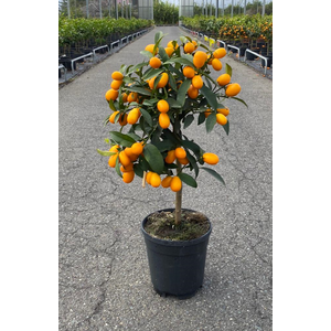 Citrus hystrix