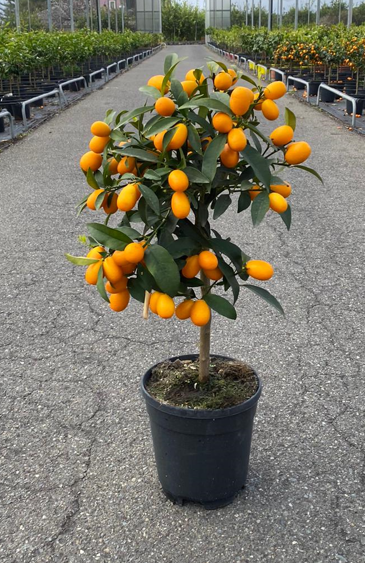 <h4>Citrus hystrix</h4>