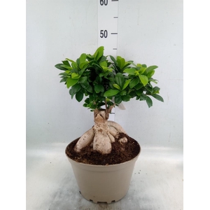 Ficus microcarpa 'Ginseng'