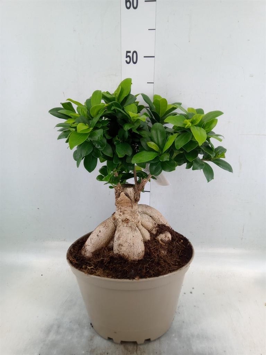 <h4>Ficus microcarpa 'Ginseng'</h4>