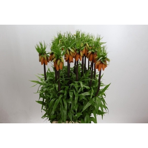 Fritillaria imper. 'Orange Beauty'