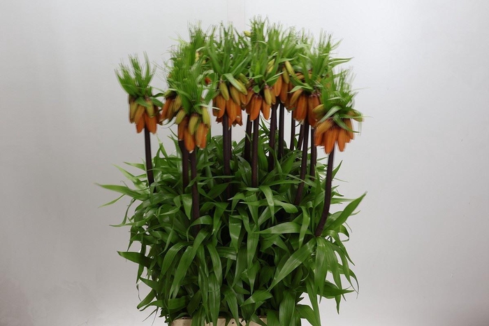 <h4>Fritillaria imper. 'Orange Beauty'</h4>