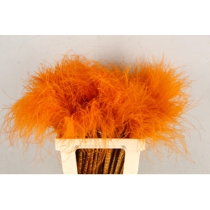 DF Stypha 60cm Bs Orange