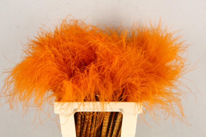 <h4>DF Stypha 60cm Bs Orange</h4>