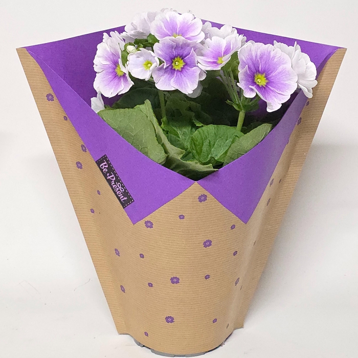 <h4>PRIM OB TM BLU WHITE</h4>