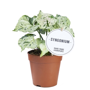 Syngonium