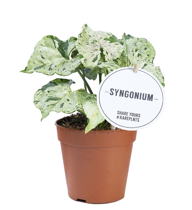 <h4>Syngonium</h4>