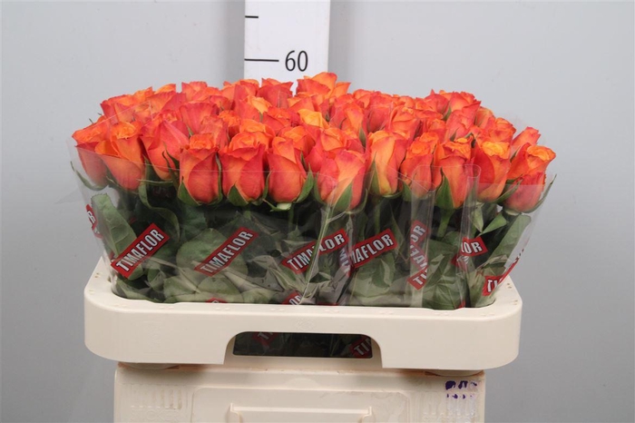 <h4>R Gr Confidential</h4>