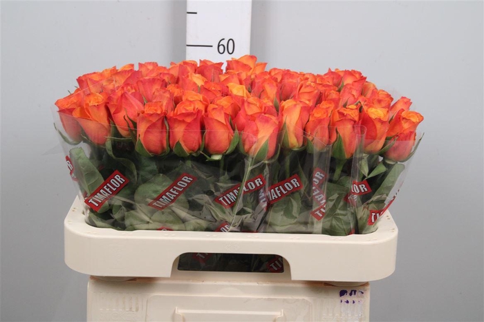 <h4>R Gr Confidential</h4>