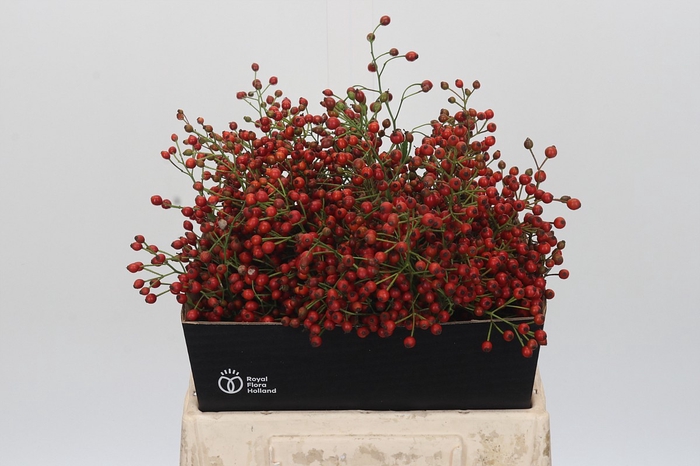 <h4>Rozenbottel Fair Jewel</h4>