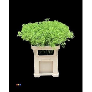 Gyps Million Star Green