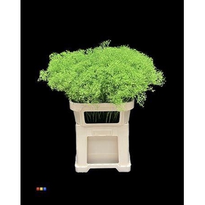 Gyps Million Star Green