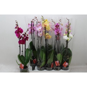 Phal Gem 6 Kl