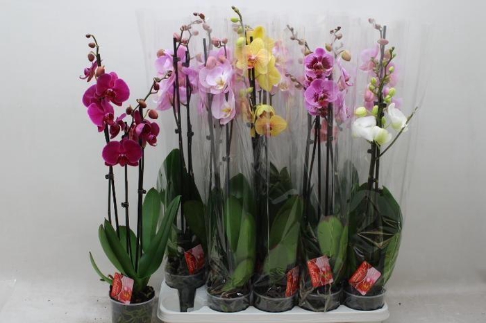 <h4>Phal Gem 6 Kl</h4>