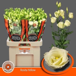 Lisianthus do rosita yellow