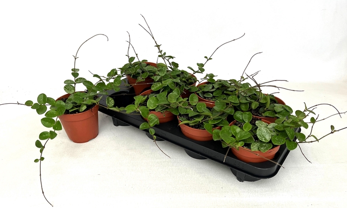 <h4>HOYA MATHILDE</h4>