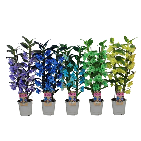 <h4>Dendrobium Nobile, Colour 2-tak Mix (inject)</h4>