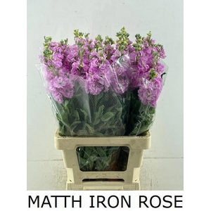 MATTH IRON ROSE