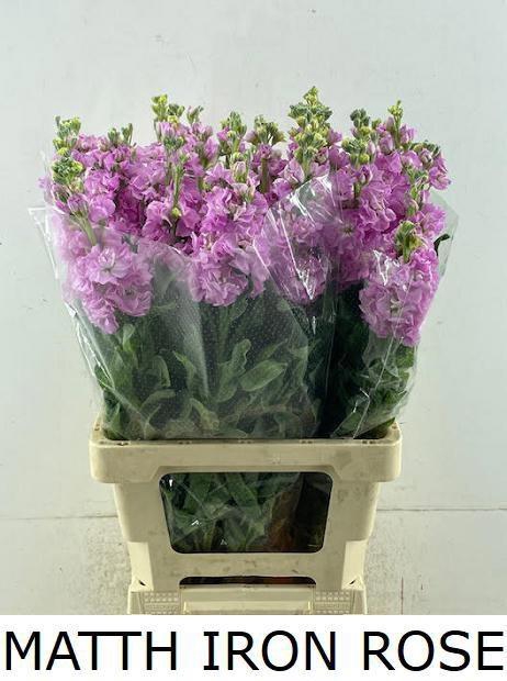 <h4>MATTH IRON ROSE</h4>