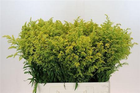 <h4>Soli Bareight</h4>