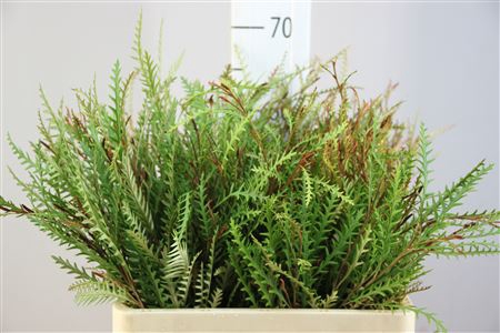 <h4>Grevillea Ivanhoe 60</h4>