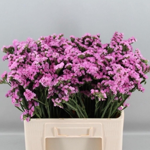 Limonium sinuatum Rosella Sun Birds