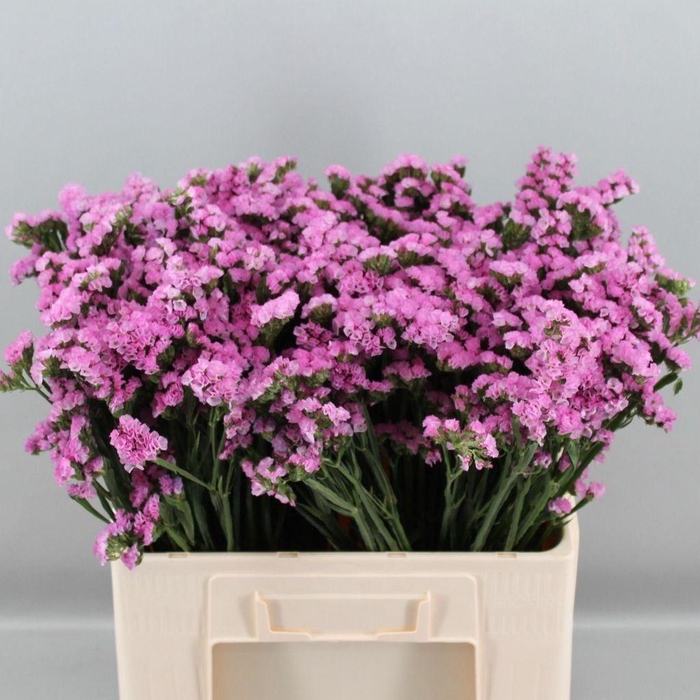<h4>Limonium sinuatum Rosella Sun Birds</h4>