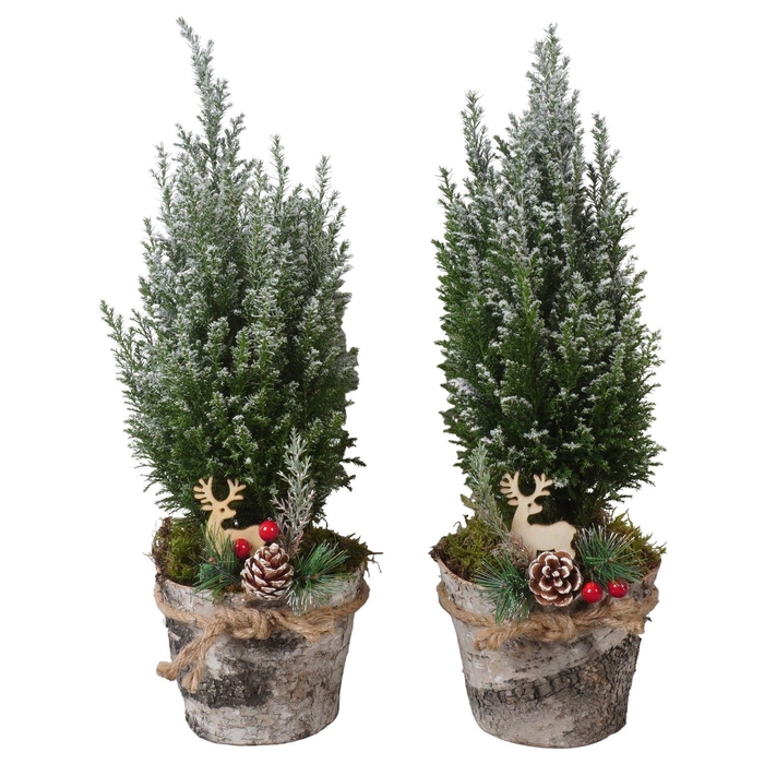 <h4>PTK25225 Ellwoodii met sneeuw in hout pot met decoratie</h4>