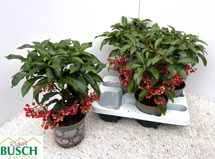 <h4>ARDIS CRENATA</h4>