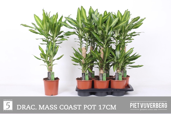 DRA FRAG MASS COAST
