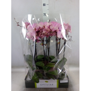 Phalaenopsis   ...rose