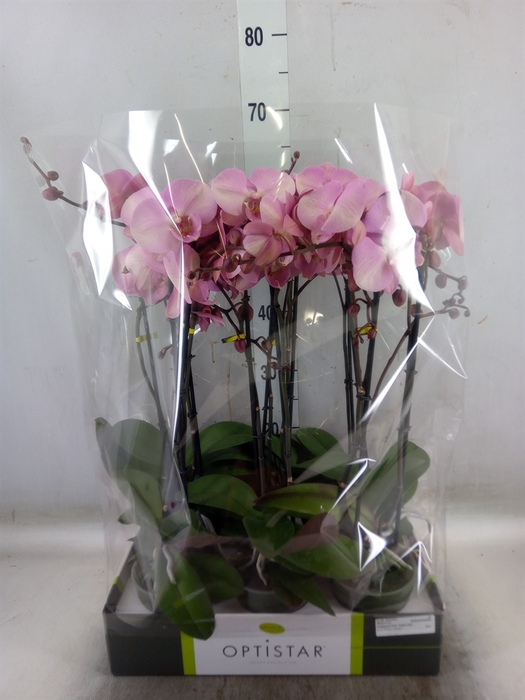 <h4>Phalaenopsis   ...rose</h4>