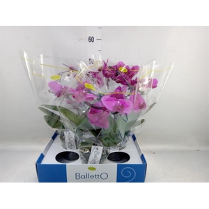 Phalaenopsis   ...lilac