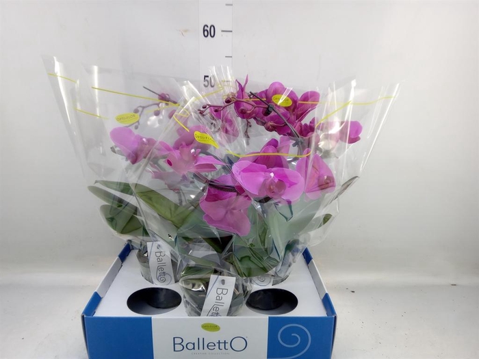 <h4>Phalaenopsis   ...lilac</h4>