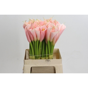 Zantedeschia Eydolls Salmon