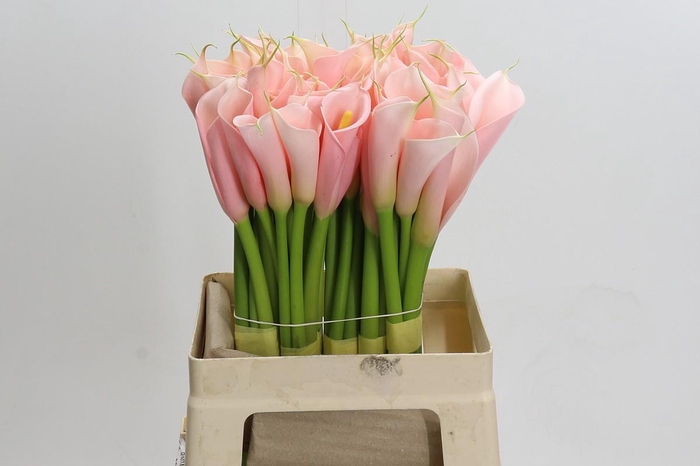 <h4>Zantedeschia Eydolls Salmon</h4>