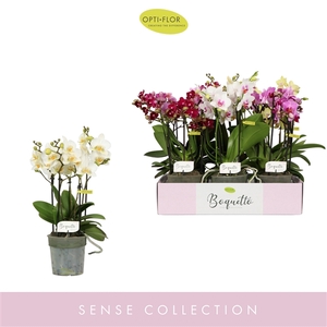 Phal 3-5 tak Boquetto Pastello