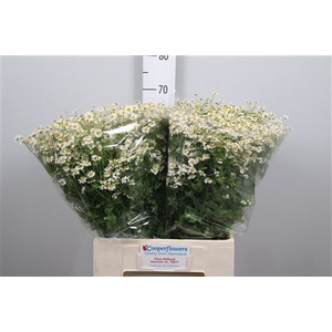 Tanacetum parth. 'Cameron'