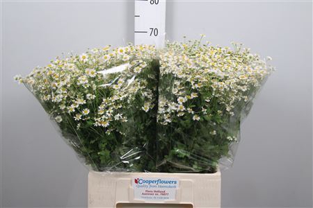 <h4>Tanacetum parth. 'Cameron'</h4>
