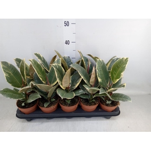 Ficus elastica 'Tineke'
