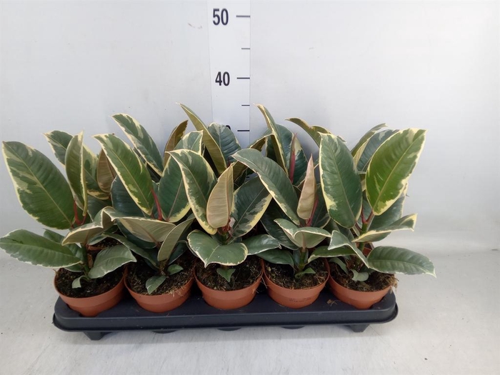 <h4>Ficus elastica 'Tineke'</h4>