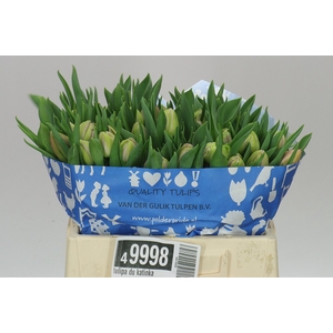 Tulipa Du Katinka