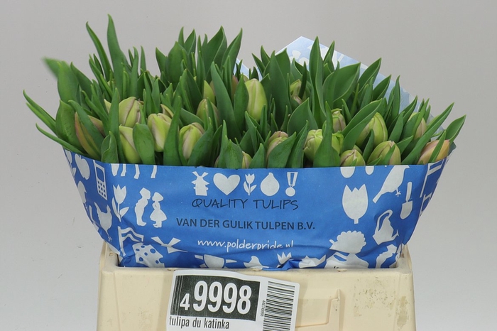 <h4>Tulipa Du Katinka</h4>