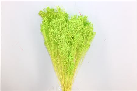Dried Brooms Apple Green Bunch